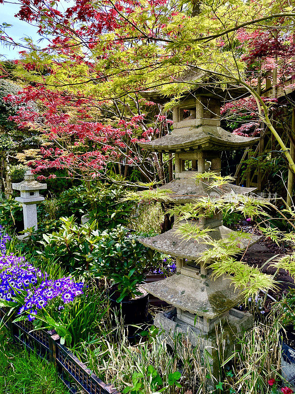 风化的形象，日本石塔在东方花园边界与cineraria (Pericallis × hybrida)，日本枫树(Acer palmatum)和杜鹃花，禅宗风格的景观日本花园，佛教五层宝塔